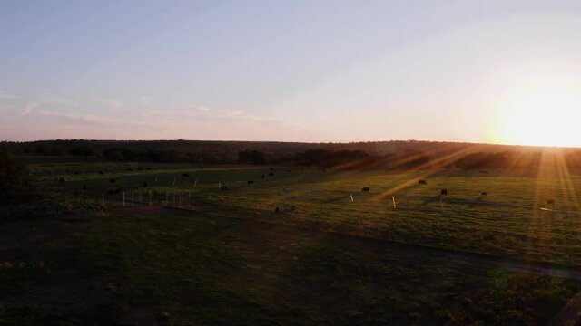 Cows grazing in pasture on Texas ranch at sunset golden hour with sunflare orbiting spinning aerial drone shot 4k