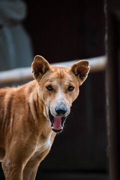 A street dog look like a lion crazy moment