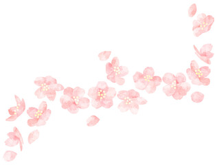 Fototapeta na wymiar 水彩風に加工した桜の花のイラスト