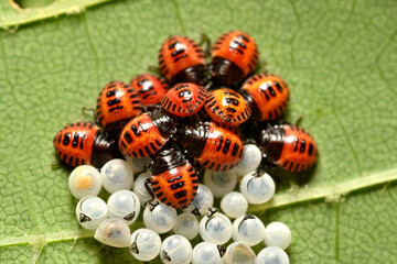Hatched stink bug