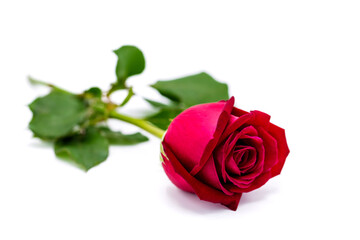 Naklejka premium Beautiful red rose isolated on white background