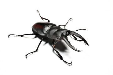 Stag beetle.  Prosopocoilus inclinatus