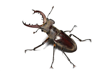 Miyama Stag Beetle
