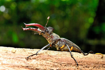Miyama Stag Beetle.　Lucanus maculifemoratus