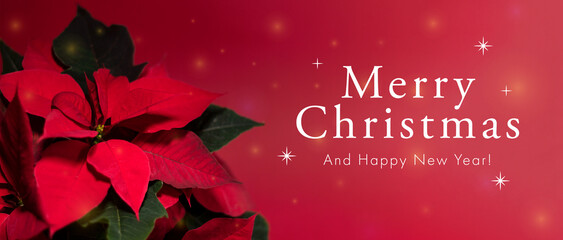 Banner de feliz navidad y a&ntilde;o nuevo con flor de noche buena.
