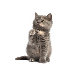 Obraz premium Cute fluffy kitten on light grey background. Space for text