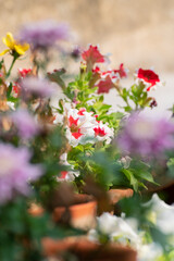 Selective focus of Petunia flowers, a flowering plant with colorful flowers. Howrah, West Bengal, India.