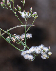 Beautiful white flowers, Howrah, West Bengal, India