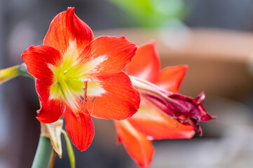 Orange Lily flowers, Lilium is a genus of herbaceous flowering plants growing from bulbs, all with large prominent flowers. Shot at Howrah, West Bengal, India