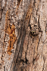 Abstract texture of tree trunk in a forest, Howrah, West Bengal, India. Vertical image.