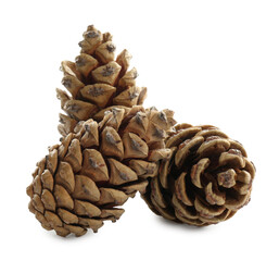 Beautiful dry pine cones on white background