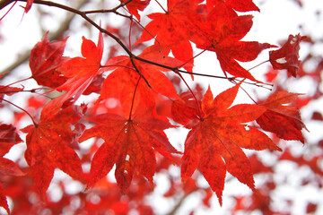 Fototapeta premium red maple leaves