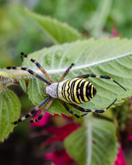 A wasp spider on a web. beautiful insect