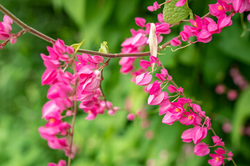 Pink Mexican Creeper (Antigonon leptopus Hook.Arn.) blossoming in the garden. Pink vine flowers , Coral vine, Mexican creeper, Chain of love, Honolulu Creeper,Flower nectar. selective focus.