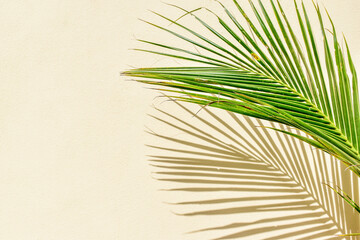 Obraz premium coconut leaf shadow on beige concrete wall background texture