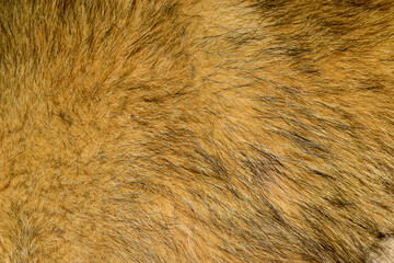brown fur texture abstract fur background