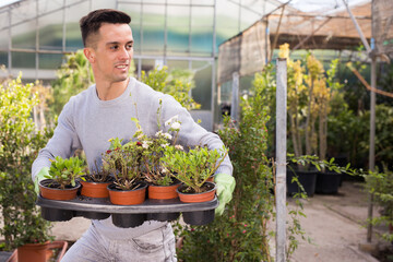 Skilled male worker inspecting and arranging potted plants while gardening in glasshouse