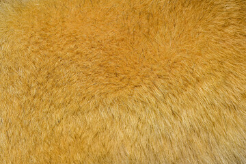 brown dog fur texture abstract fur background