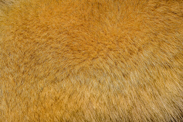 brown dog fur texture beautiful abstract fur background