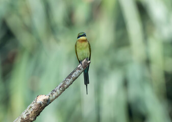 bee eater perched on branch