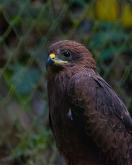 A close up piture of a black Indian kite (Milvus migrans)
