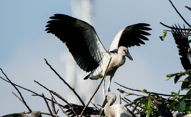 great blue heron