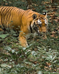 
Close up picture of a Bengal tiger (Panthera tigris)
