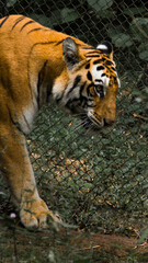 
Close up picture of a Bengal tiger (Panthera tigris)
