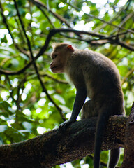 Close up picture of a monkey(Macaca Fascicularis)