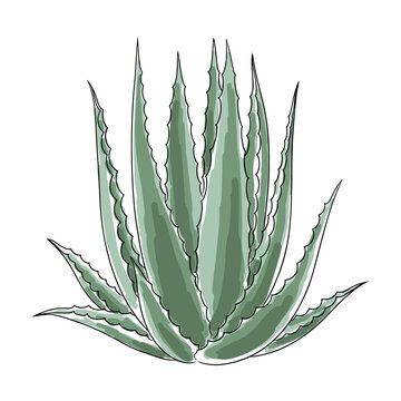 green aloe vera plant isolated clip art preview