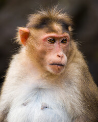 Close up picture of a monkey(Macaca Fascicularis)
