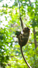 Baby monkey playing in a tree branch
