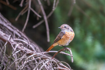 The common redstart female, Phoenicurus phoenicurus, is photographed in close-up sitting on a branch against a blurred background.