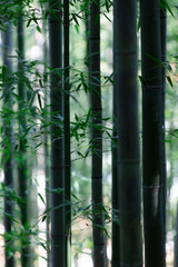 대나무 풍경