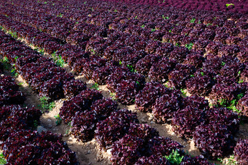 Red lettuce plant in farm field. High quality photo