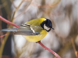 Cute bird Great tit, songbird sitting on a branch without leaves in the autumn or winter.