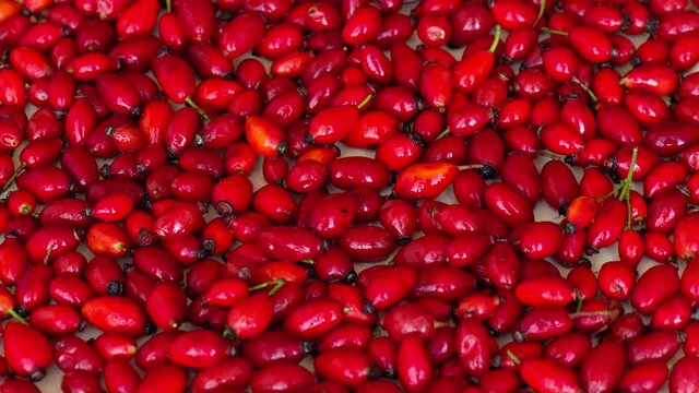 Red rosehip moving composition, close up