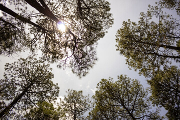 Top of the forest view