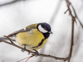 Naklejka premium Cute bird Great tit, songbird sitting on a branch without leaves in the autumn or winter.