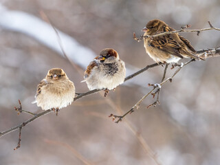 Three Sparrows sits on a branch without leaves.