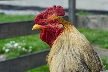 Closeup shot of a rooster on a blurred background