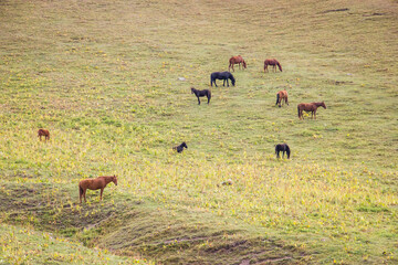 Beautiful brown horses grazing on the green meadow in highlands on sunny Summer day.