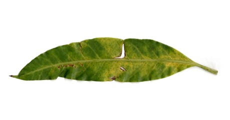 leaf isolated on white background