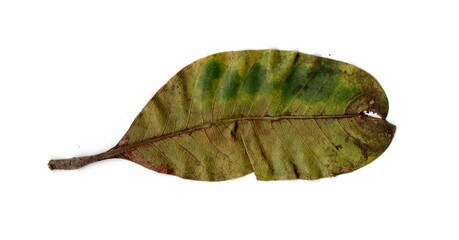 leaf isolated on white background