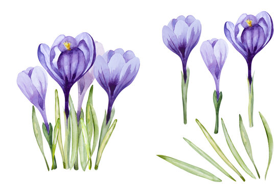 Set of crocus flower (saffron). Spring purple flowers isolated on white background. Watercolor illustration.
