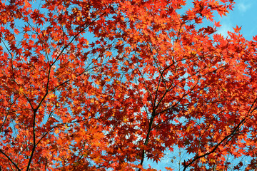 モミジのカーテン