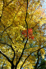 黄色と赤のモミジ