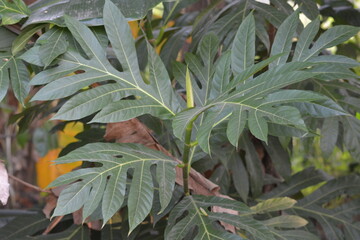 Artocarpus altilis, Breadfruit is a species of flowering tree in the mulberry family Moraceae.