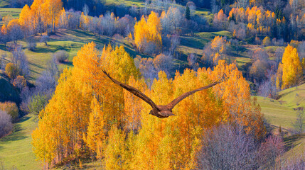 A bird of prey flies over an autumn forest