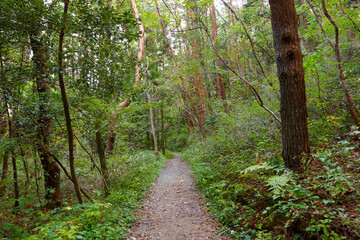 美しい森の遊歩道。気仙沼大島の十八鳴浜へ歩く道。宮城県気仙沼市。